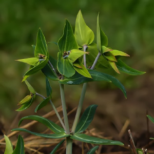 Euphorbia lathyris