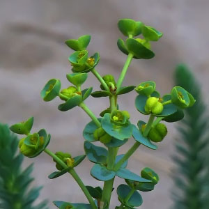 Euphorbia paralias