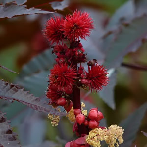 Ricinus communis