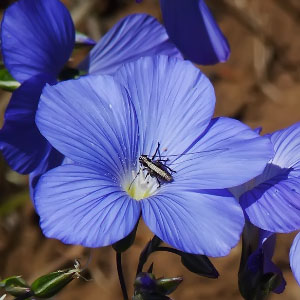 Linum narbonense