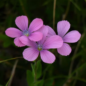 Linum viscosum