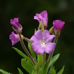 Epilobium hirsutum