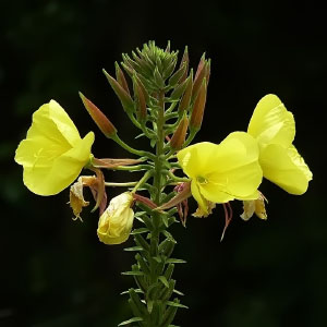 Oenothera glazioviana