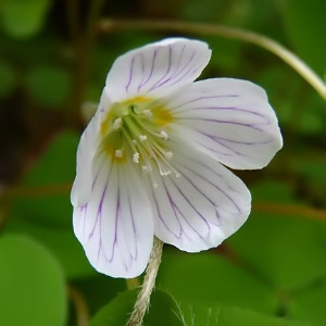 Oxalis acetosella