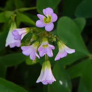 Oxalis latifolia