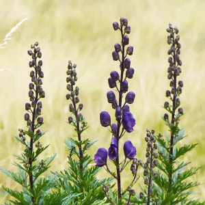 Aconitum napellus
