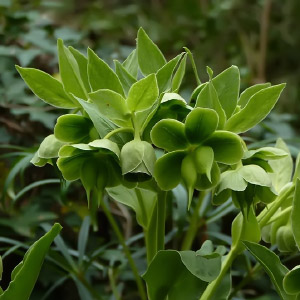 Helleborus foetidus