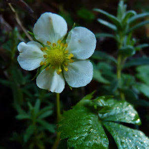 Fragaria vesca