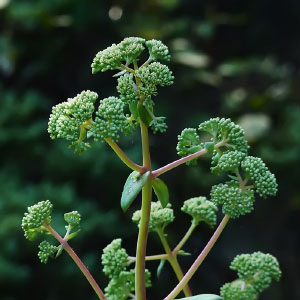 Hylotelephium telephium