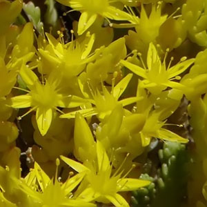 Sedum acre