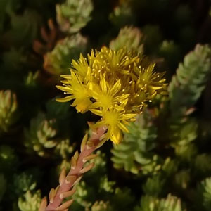 Orden Saxifragales