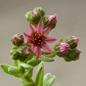 Sempervivum arachnoideum