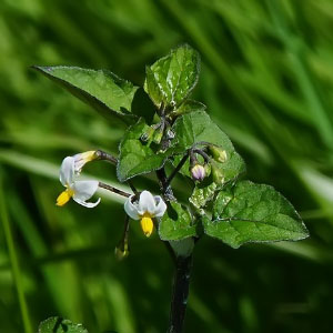Solanum nigrum