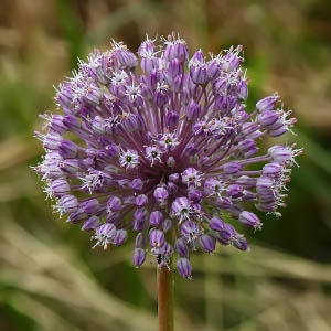 Familia Amaryllidaceae