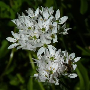 Allium ericetorum