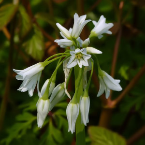 Allium triquetrum