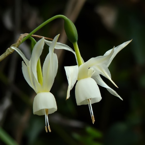 Narcissus triandrus
