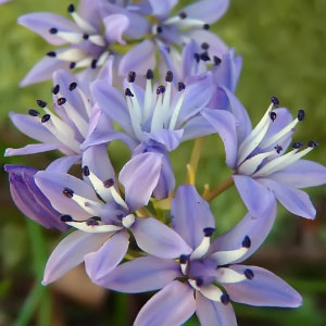 Familia Asparagaceae