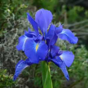 Iris latifolia