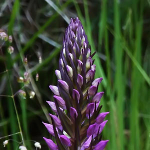 Dactylorhiza elata