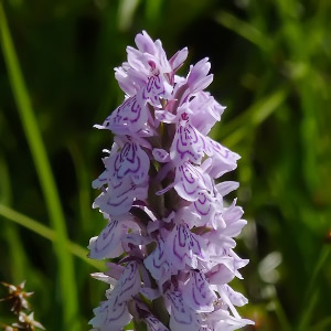 Dactylorhiza fuchsii