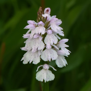 Dactylorhiza maculata