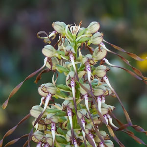 Himantoglossum hircinum