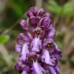 Familia Orchidaceae