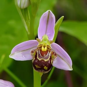 Ophrys apifera