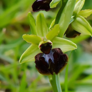 Ophrys sphegodes