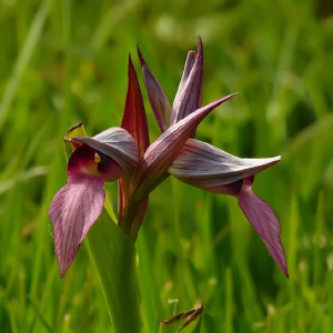 Serapias lingua