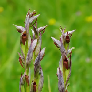 Serapias parviflora