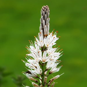 Asphodelus albus