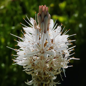 Familia Xanthorrhoeaceae