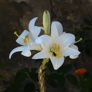 Lilium candidum