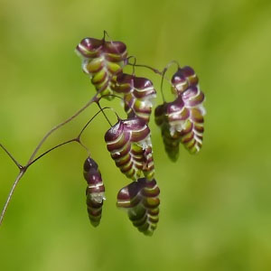 Briza maxima