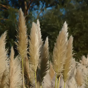 Cortaderia selloana