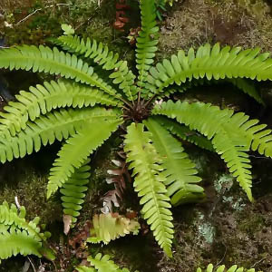 Blechnum-spicant